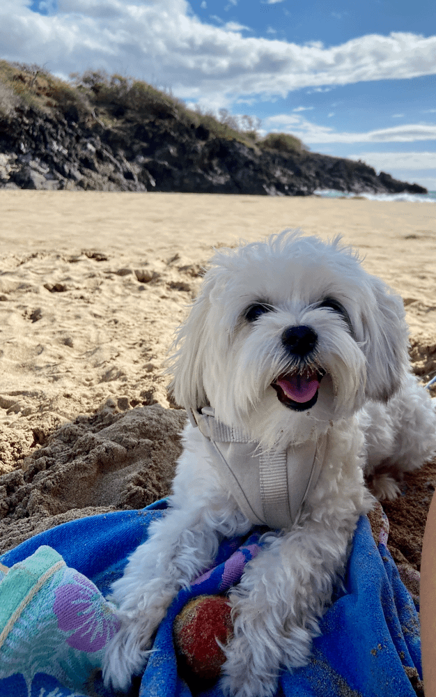 making time for your dog in hawaii interoperate